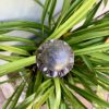 Lotus pod design on a wrought iron garden spike.